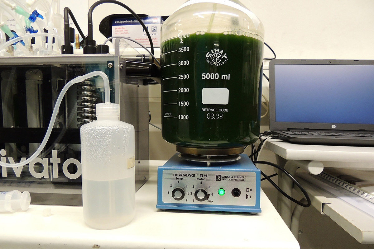 Científicos extraen pigmentos de algas para complementos alimenticios